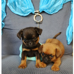 Щенки пти-брабансона купить в Москве