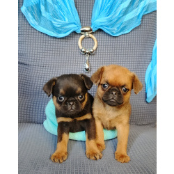 Щенки пти-брабансона купить в Москве