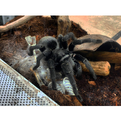 Черный бразильский тарантул