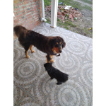 Щенки монгольского банхара