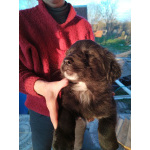 Щенки монгольского банхара