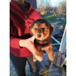 Щенки монгольского банхара