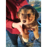 Щенки монгольского банхара