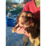 Щенки монгольского банхара