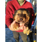 Щенки монгольского банхара