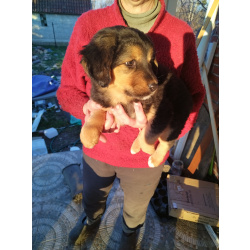 Щенки монгольского банхара