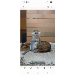 Светлана Юрьевна Первушина