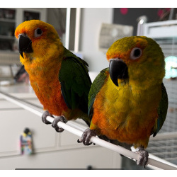 Продам пару Аратинга яндаев