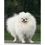 Померанский шпиц - вязка