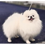 Померанский шпиц - вязка