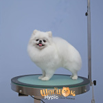 Померанский шпиц - вязка