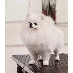 Померанский шпиц - вязка