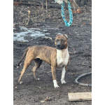 Питбуль Мунна ищет дом!