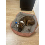 Питбуль Мунна ищет дом!