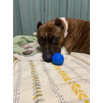 Питбуль Мунна ищет дом!