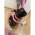 Питбуль Мунна ищет дом!