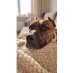 Питбуль Мунна ищет дом!