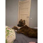 Питбуль Мунна ищет дом!