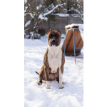 Питбуль Мунна ищет дом!