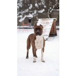 Питбуль Мунна ищет дом!