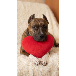 Питбуль Мунна ищет дом!