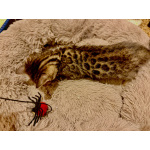 Бенгальские котята