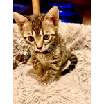 Бенгальские котята