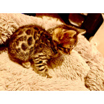 Бенгальские котята