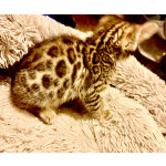 Бенгальские котята