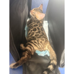 Бенгальские котята