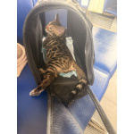 Бенгальские котята