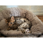 Бенгальские котята