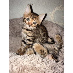 Бенгальские котята