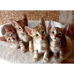 Ориентальные котята шоколадный пятнистый