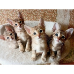 Ориентальные котята шоколадный пятнистый