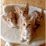 Ориентальные котята шоколадный пятнистый