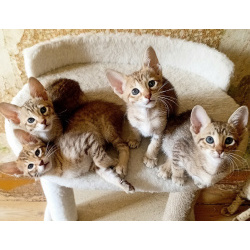 Ориентальные котята шоколадный пятнистый