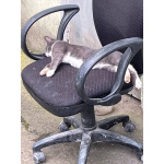 Кот ДымОК ищет дом