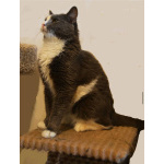 Кот ДымОК ищет дом