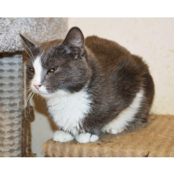 Кот ДымОК ищет дом