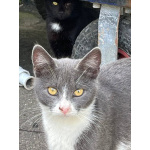 Кошка Анечка ищет дом