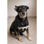 Вива – не помнящая зла