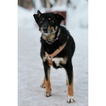 Вива – не помнящая зла