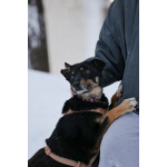 Вива – не помнящая зла