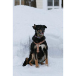 Вива – не помнящая зла