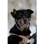 Вива – не помнящая зла