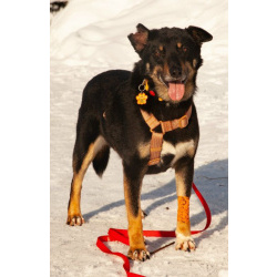 Вива – не помнящая зла