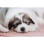 Выберите себе друга. Пиренейская горная собака. Щенки.