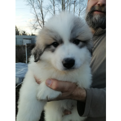 Выберите себе друга. Пиренейская горная собака. Щенки.