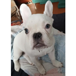 Французский бульдог